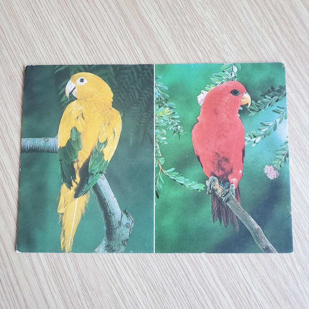 Vintage San Diego Zoo Postcards 4x6 Flamingo Condor Macaws Toucan Conure Lory - Picture 8 of 9